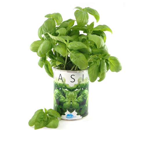 Basil