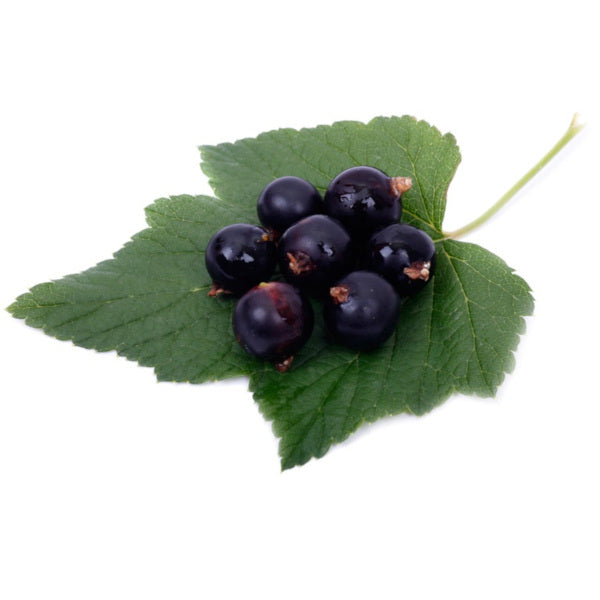 Blackcurrant