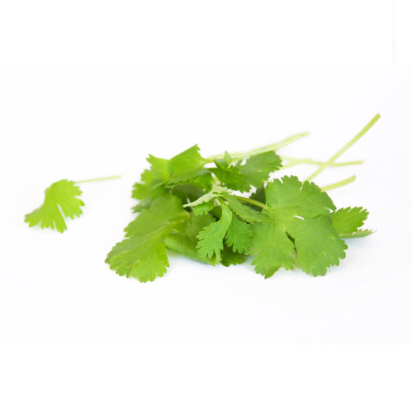 Coriander
