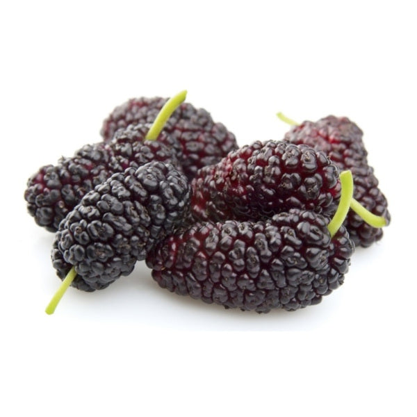 Mulberry