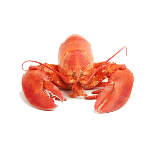 Organic Lobster