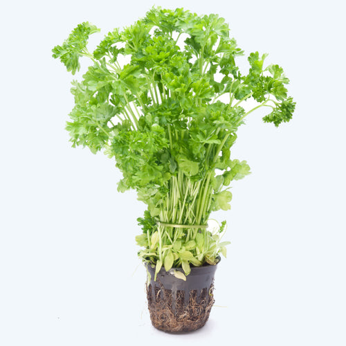 Organic parsley