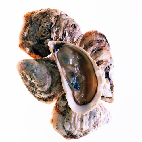 Oyster